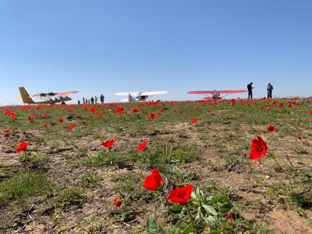 Planes on a poppy field runway